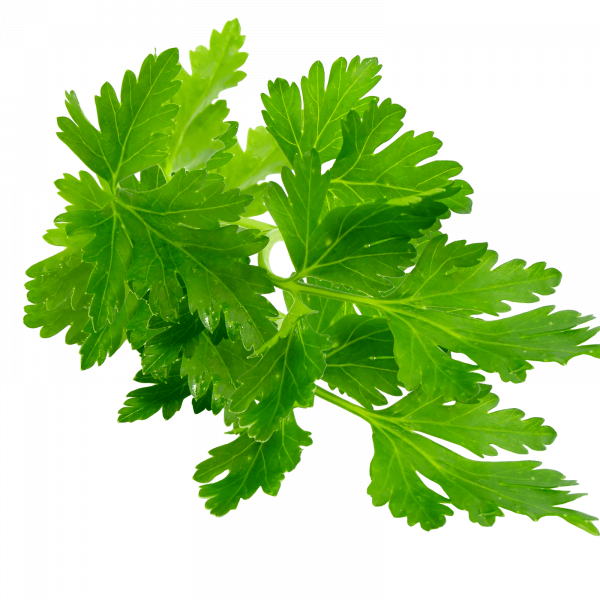 магданоз /българия/